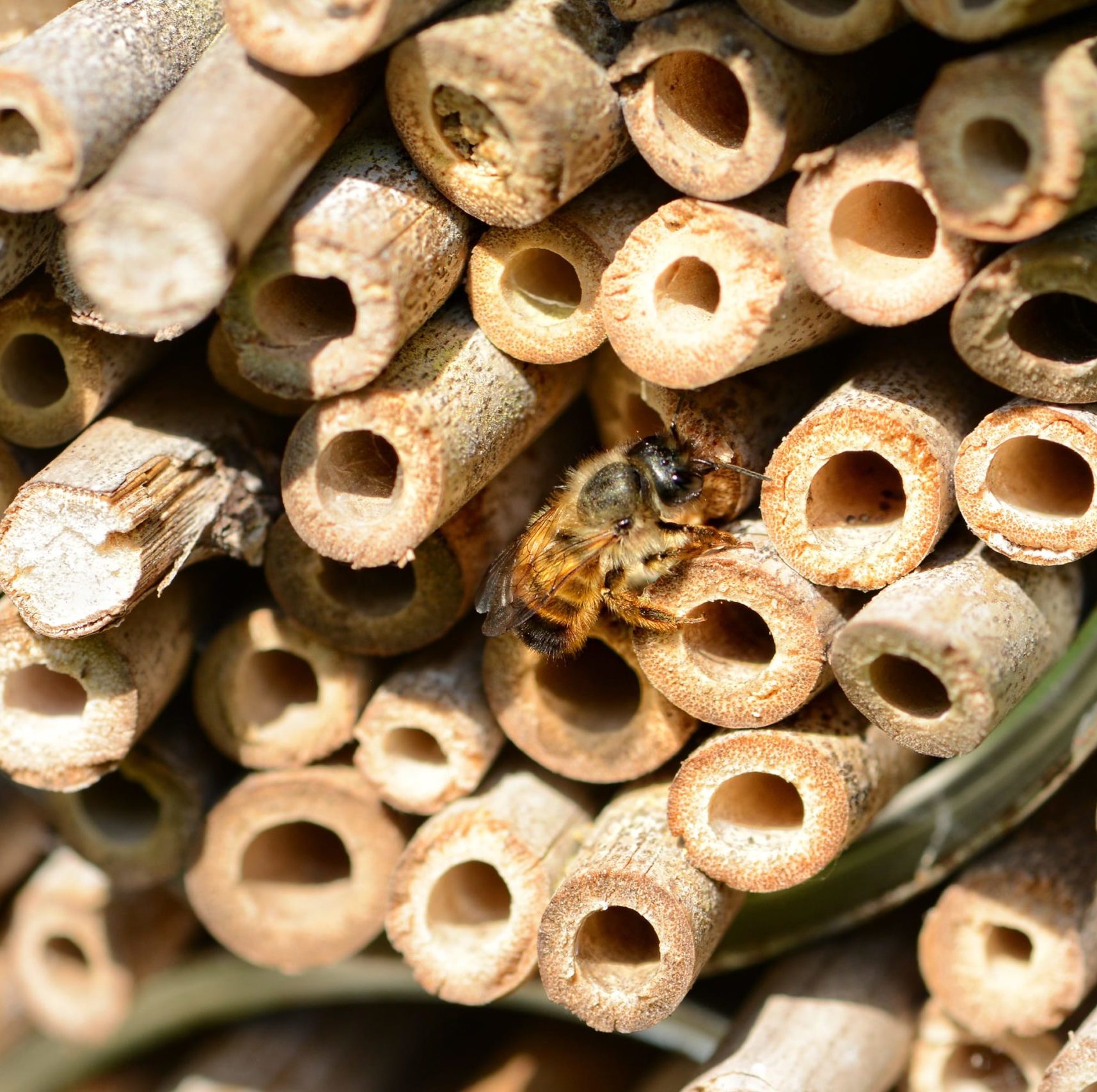 wild bee Osmia bicornis looking out of insect hotel